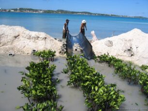 Mangrove nursery Reef Ball Image Gallery
