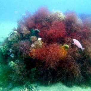 Twenty year growth on a Reef Ball - 2001 - 2021