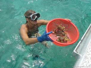 Collecting Imperiled Coral Reef Ball Image Gallery