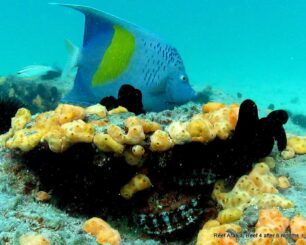 Six month after deployment:
Angelfish, tunicates, sponges, scallops... Reef Ball Image Gallery