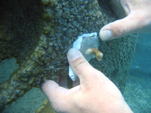 Planting coral frag Reef Ball Image Gallery