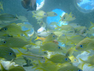 Grunts Reef Ball Image Gallery