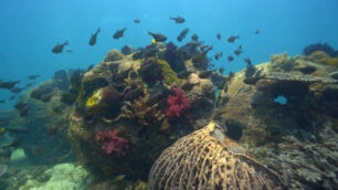 15 years growth on Reef Balls deployed on site of storm destroyed reef. Growth of Reef Balls. Malaysian storm destroyed reef site.