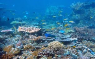 Borneo Reef Balls Reef Ball Image Gallery