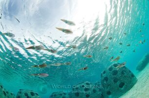 Squid visit Reef Balls in Providenciales - Turks and Caicos Islands. Reef Ball Image Gallery