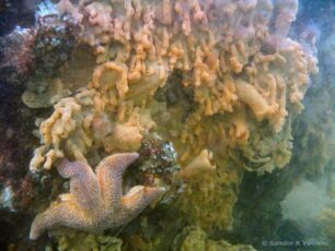 Cold water Reef Ball growth