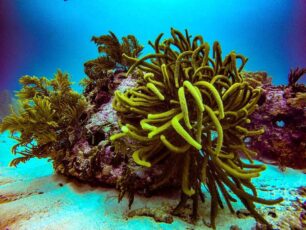 Barbados 2017 Barbados Reef Ball 2017