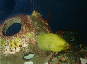 Moray Ball