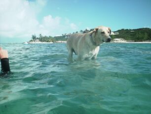 Shadow walks the reef Reef Ball Image Gallery
