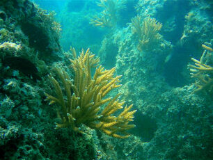 Staghorn Forest Reef Ball Image Gallery