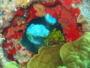 Natural Growth Reef Ball Image Gallery