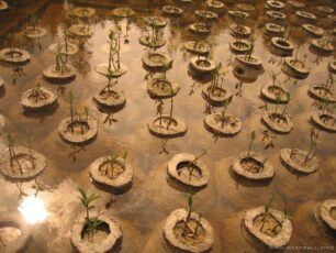 Mangrove Nursery Reef Ball Image Gallery