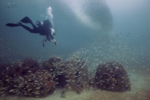Reef installed by Mandarin High in Jacksonville, FL in 2009 teeming with life just 5 years later.