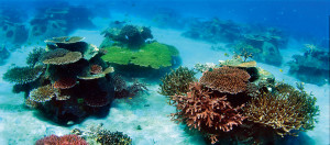 Stunning Designed and restored reefs and ecosystems in Indonesia where once was a dynamited reef