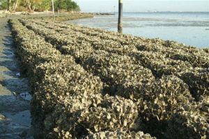 Reef Ball ecosystem rehabilitation applications oyster reef