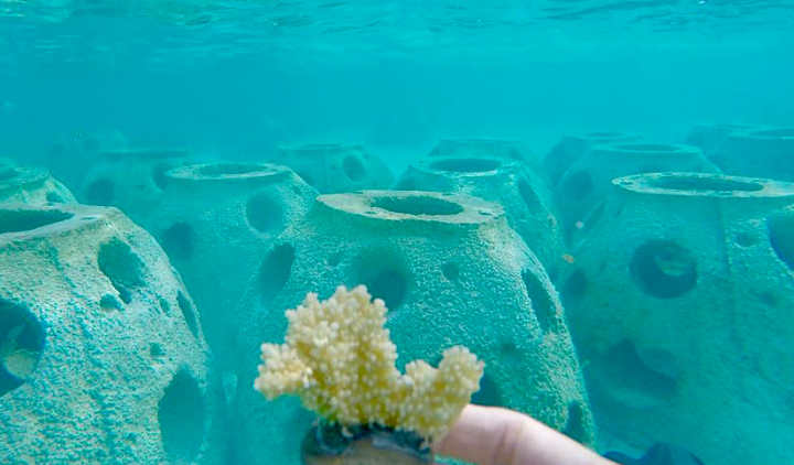 Designed reef technology coral frag