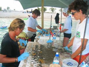 Coral Table Reef Ball Image Gallery