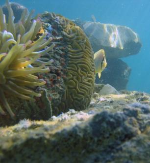Butterfly Fish Goliath Ball oyster reefs