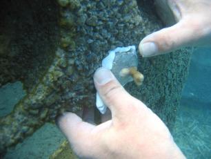 Planting coral frag Reef Ball Image Gallery