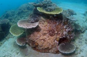 Growth on a Reef Ball Reef Ball Image Gallery
