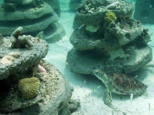 Snorkel trail Reef Ball Image Gallery