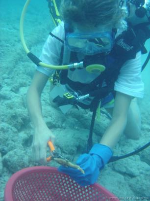 Fragging coral Fragging coral Cayman Islands