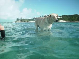 Shadow walks the reef Reef Ball Image Gallery