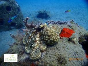 Octopus Guarding His Reef Ball Reef Ball Image Gallery