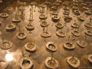 Mangrove Nursery Reef Ball Image Gallery