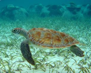 Reef Turtle Reef Ball Image Gallery