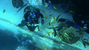Reef Balls in the Georgia Aquarium Goliath Ball oyster reefs