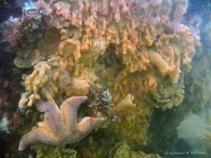 Cold water Reef Ball growth