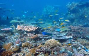 Borneo Reef Balls Reef Ball Image Gallery