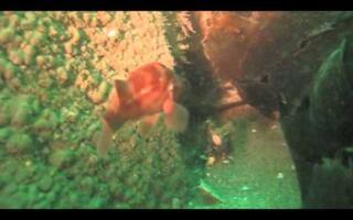 SB Reef Ball 11 25 13