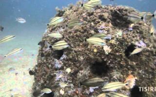 Mandarin High School Reef Balls