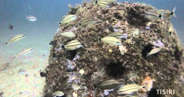 Mandarin High School Reef Balls Mandarin High School Reef Balls