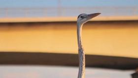 earthrise - Reef Balls earthrise - Reef Balls