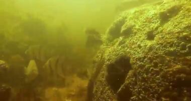 LSB R1YT  Reef Balls Win best habitat of many tried in a scientific study
