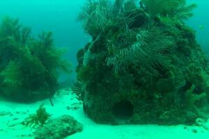 Reef Balls - Barbados