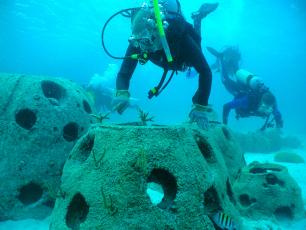 Coral plug growth. Reef Ball Image Gallery