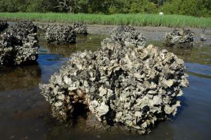 Goliath Ball oyster reefs Reef Ball Image Gallery