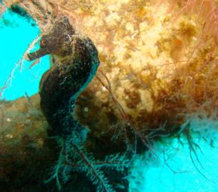 Seahorse Reef Ball Reef Ball Image Gallery