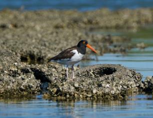 Oystercatcher on oyster Reef Ball