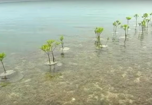 mangrove