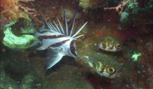 Occupants inside a Reef Ball